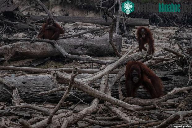 Đười ươi Sumatra sẽ đi đâu về đâu vẫn là vấn đề khiến chính phủ Indonesia đau đầu.