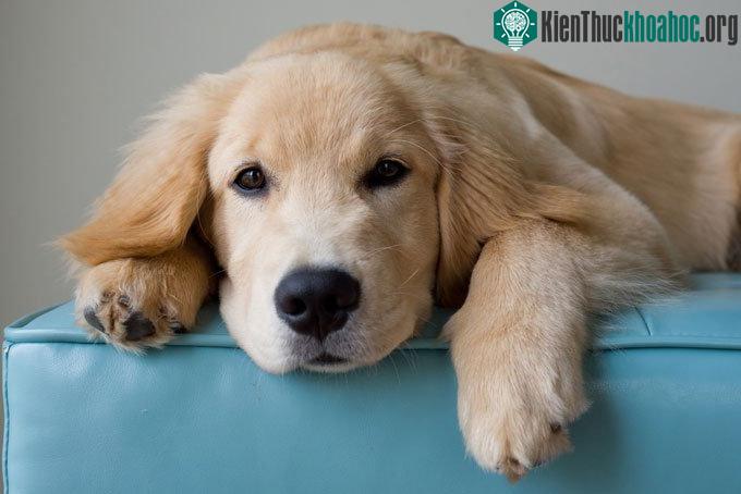 Chó Golden Retriever