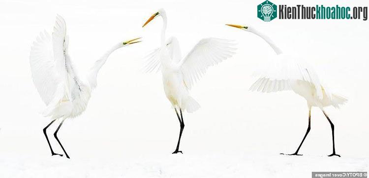 Bầy cò tuyết
