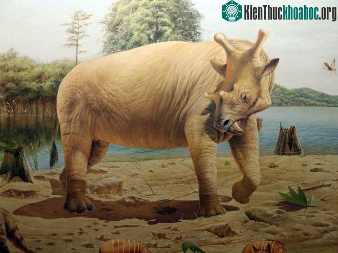 Uintatherium đực sở hữu 6 chiếc sừng trên trán