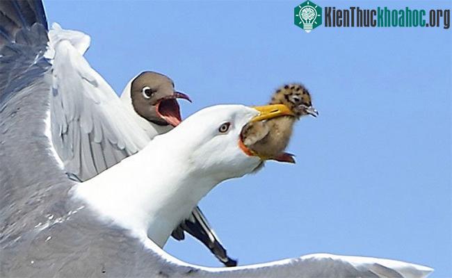 Không chịu bắt cá để ăn, khi thấy chim non trong tổ chim loài chim khác, mòng biển tiện đà săn giết luôn.
