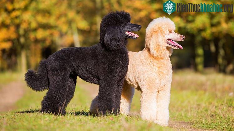 Chó Poodle