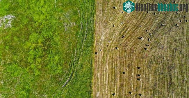 Mê mẩn với đồng cỏ đẹp như tranh tại Tân Cương ảnh 6