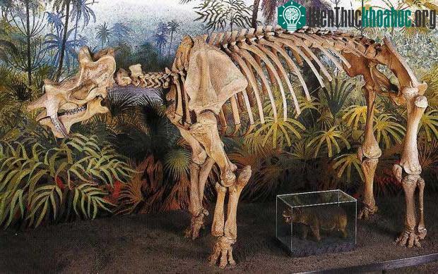 Xương hóa thạch của loài Uintatherium.