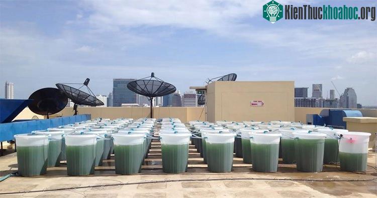 EnerGaia Spirulina