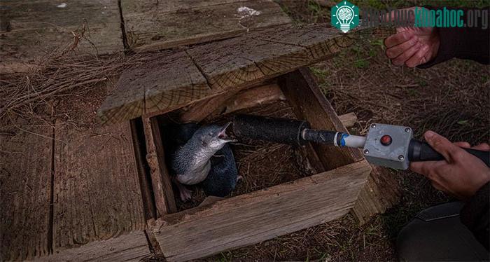Trong ảnh, chim cánh cụt được lắp chíp theo dõi sức khỏe.