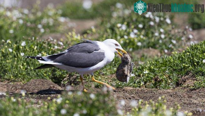 Trong một diễn biến khác, mòng biển còn săn giết luôn cả thỏ hoang dã