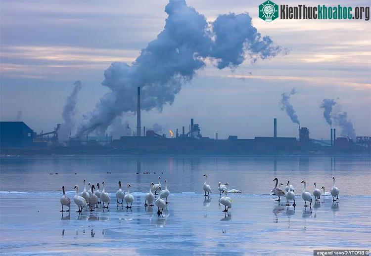 Bầy thiên nga trong hồ Ontario