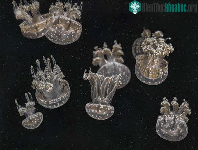 Những chú sứa lộn ngược