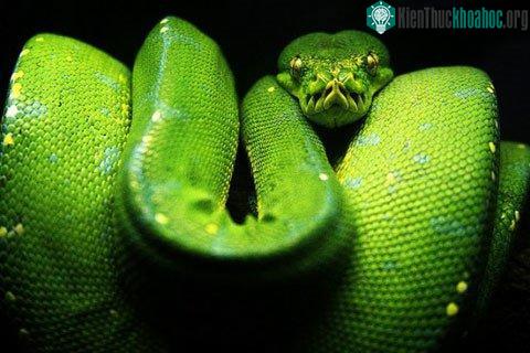 Trăn Corallus Caninus