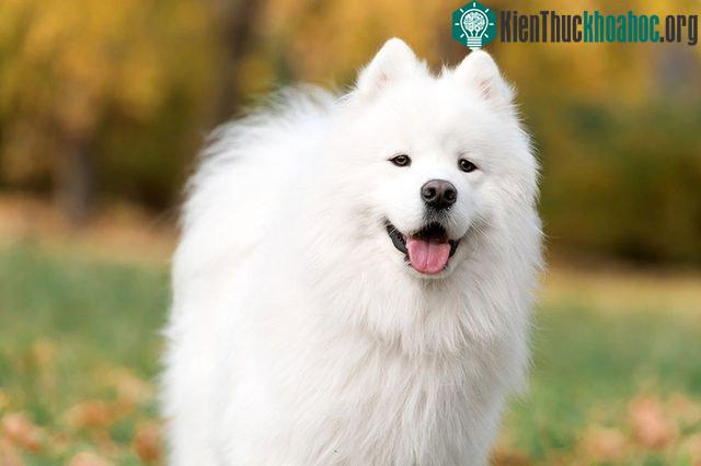 Chó American Eskimo