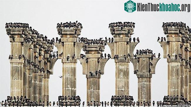 Bầy sao biển màu hồng tụ tập tại đập Ujni