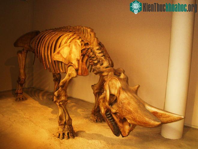 Một bộ xương của loài Arsinoitherium