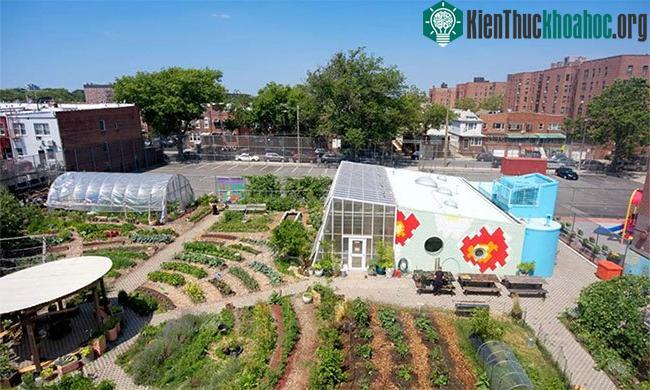Edible Schoolyard