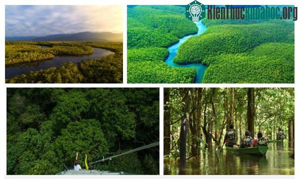 Hậu quả là cánh rừng với những mảng xanh ngút ngàn đang lâm vào tình thế hiểm nghèo nhất