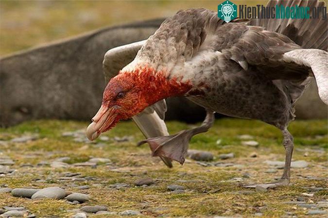 Chim hải âu Petrel Nam Cực