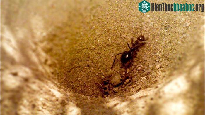 Khi đang còn ở dạng ấu trùng, kiến sư tử là một nỗi khiếp sợ với bất kỳ loài côn trùng cỡ nhỏ nào.