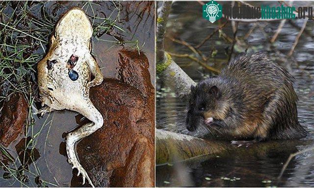 Rái cá Australia đã tìm ra cách mới để ăn cóc mía một cách an toàn - loại bỏ túi mật và rạch tim. (Ảnh: Flikr).