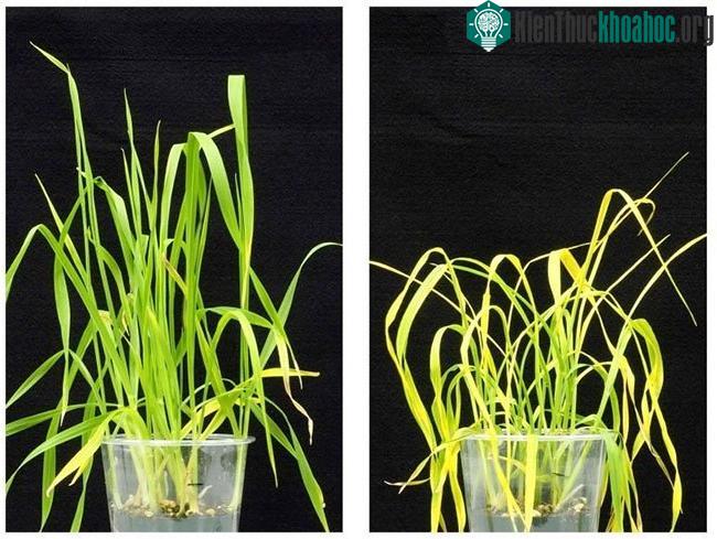 Phục hồi cây lúa mì bị héo do hạn hán. Cây sau khi được xử lý bằng chất OP bên phải.