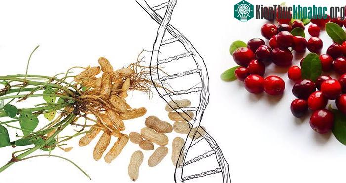 Số loài thực vật biến đổi gene tự nhiên hơn nhiều so với ước tính trước đây