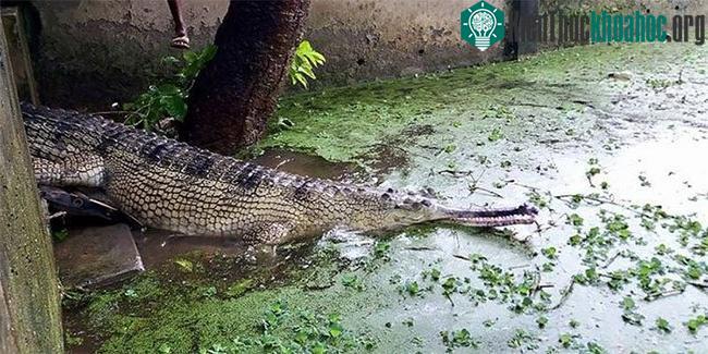 Cá sấu sông Hằng sống tại sở thú Rajshahi.