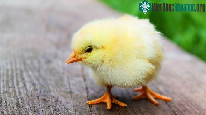 Lúc vừa mới nở, gà con đã biết chạy trốn khỏi các mối đe dọa đang đến gần.