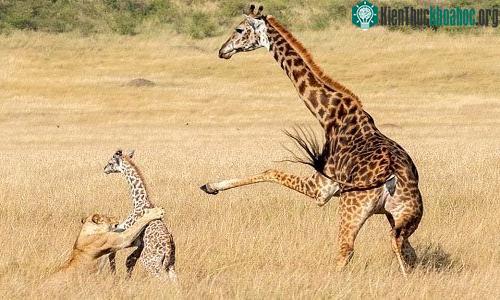 Sư tử cái nhắm vào hươu cao cổ con yếu ớt và chạy chậm.