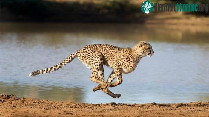 Giá một con báo đốm Cheetah.