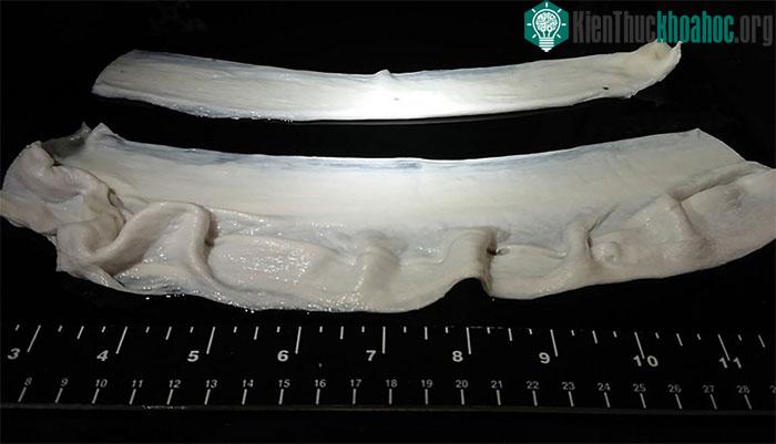 Các tấm sợi gelatin tạo thành một bộ khung cho các tế bào cơ phát triển và bổ sung kết cấu cho thịt nuôi cấy. (Ảnh: Đại học Harvard).
