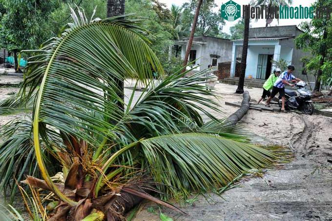 Một cây dừa tại thôn 1, xã Xuân Hải, thị xã Sông Cầu, Phú Yên bị gió quật ngã trên đường vào trung tâm xã.