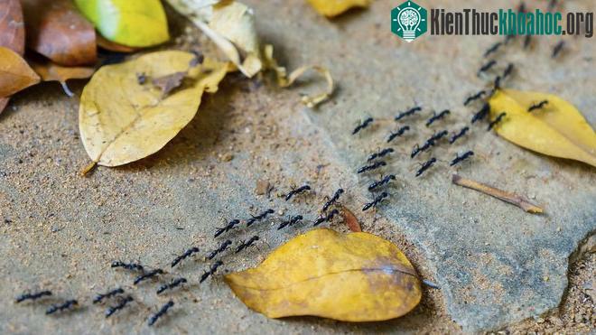 Kiến là một ví dụ điển hình cho hành vi mang tính tập thể.
