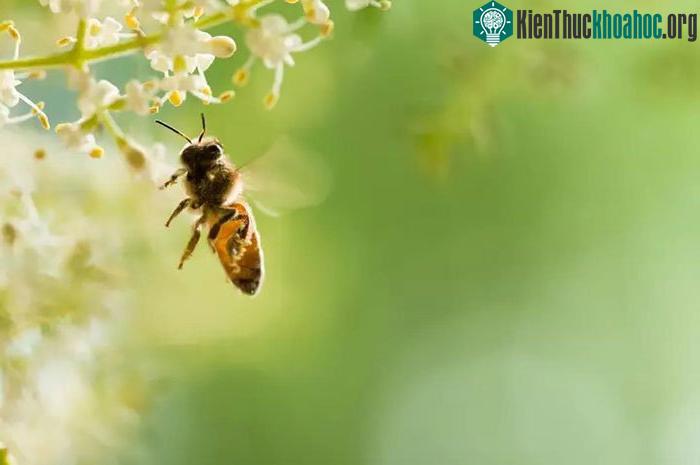 Côn trùng thật sự đa dạng về hình thức, hành vi và sự thích nghi.