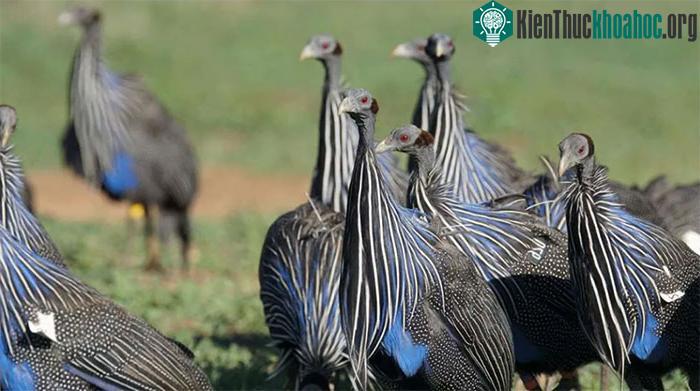 Loài chim Vulturine guineafowl.
