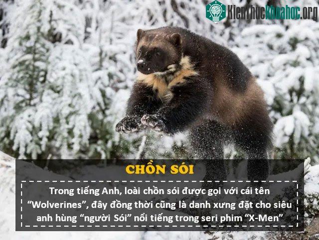 Chồn sói có ngoại hình khác giống một con gấu mini,