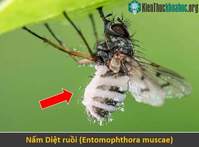 Nấm Diệt ruồi
