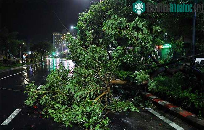Cây ngã ở trung tâm TP Tuy Hòa.
