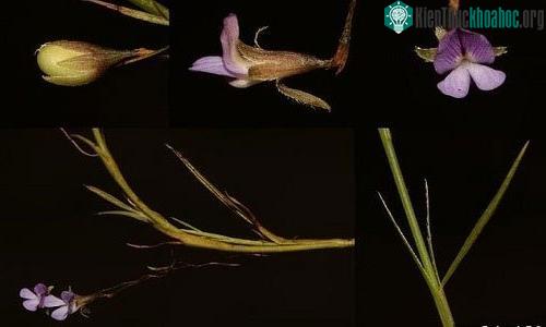 Cây hương đậu Psoralea cataracta.