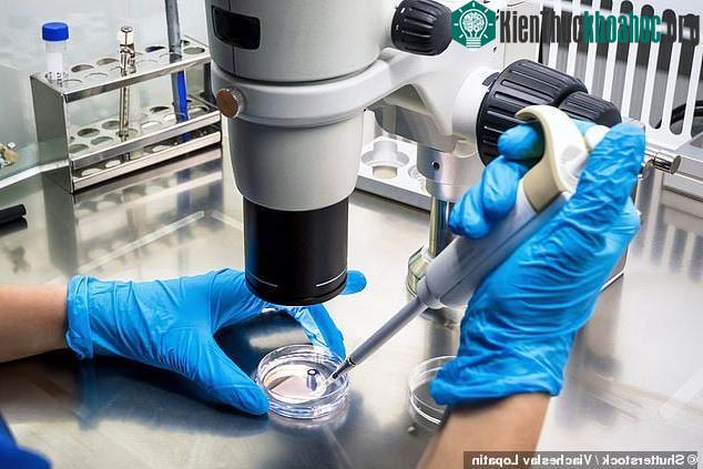Các nhà khoa học tạo ra một loại virus đậu mùa có khả năng chữa mọi bệnh ung thư.
