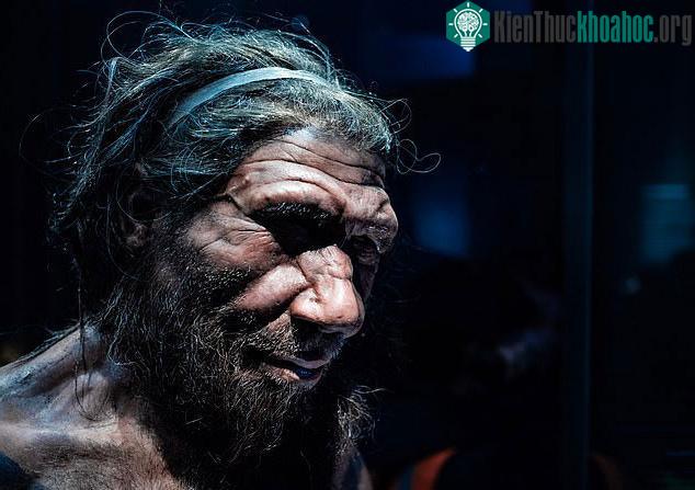 Một tượng sáp mô tả chân dung người Neanderthals
