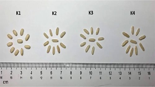 Kích thước các hạt gạo