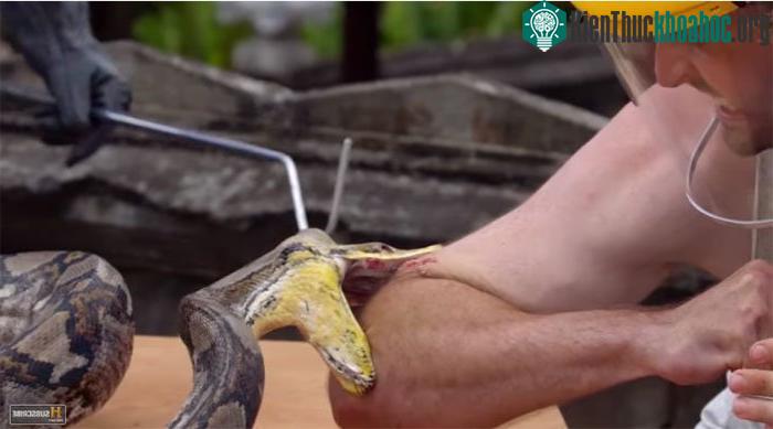 Adam Thorn đeo mặt nạ bảo vệ và giơ tay để trăn gấm dài khoảng hai mét cắn.