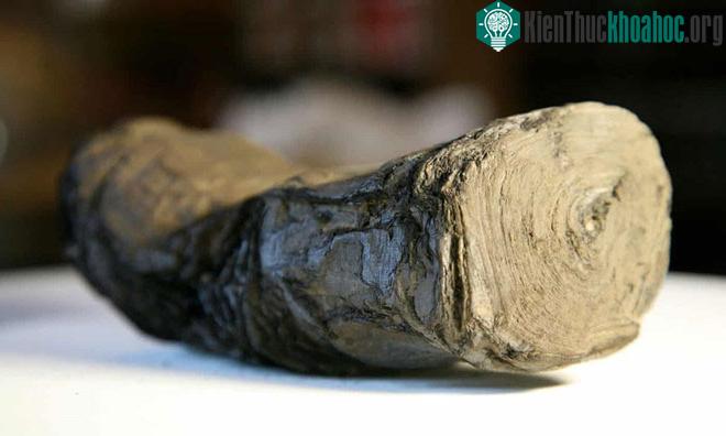 Một trong những cuộn giấy Herculaneum đang hy vọng đọc được bằng công nghệ mới . (Ảnh: PA).