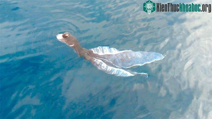 &nbsp;Bạch tuộc chăn xuất hiện ở đảo Phú Quý do ngư dân ghi nhận được.