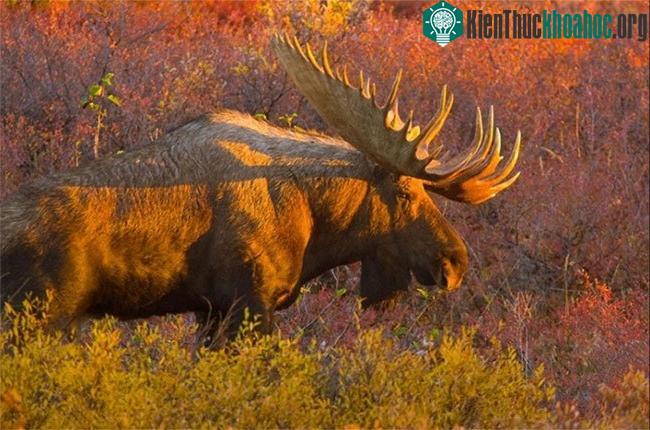Một con nai sừng tấm xuất hiện từ các bụi cây trong mùa thu trên vùng lãnh nguyên Alaska.