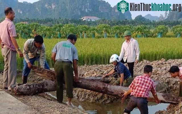 2 cọc gỗ cổ đã được người dân phát hiện.