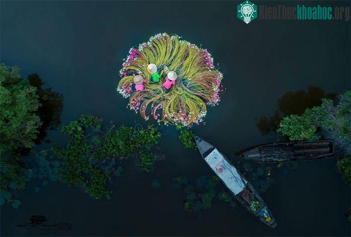 Những bó hoa súng được bày ra để rửa trên một con sông cạnh chợ Tân An.