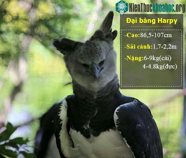 Đại bàng Harpy