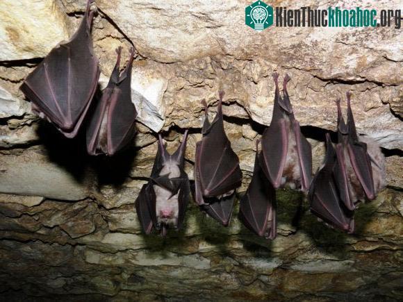 Hang núi lớn chính là nơi dơi thích cư trú nhất.