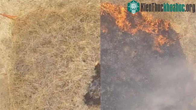 Một vùng cỏ bị cháy ngay khi bắt lửa (bên trái), trong khi lửa không bắt được vào khu vực cỏ đã phun gel (bên phải).