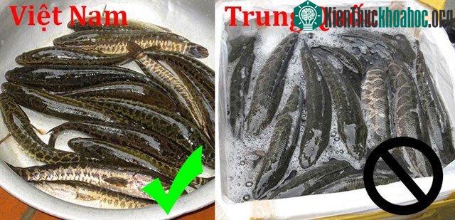 Cá lóc Trung Quốc to sàn sàn nhau, hay nằm ườn dài do thời gian vận chuyển lâu.